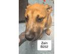 Chase Aka Zain B252, Labrador Retriever For Adoption In Morganton
