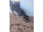 Lizzie, Doberman Pinscher For Adoption In Albuquerque, New Mexico