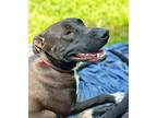 Posy, American Pit Bull Terrier For Adoption In St. Francisville, Louisiana