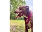 Sari, Labrador Retriever For Adoption In St. Francisville, Louisiana