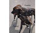 Presley, American Pit Bull Terrier For Adoption In St. Francisville, Louisiana