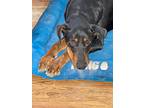 Dancer, Doberman Pinscher For Adoption In Albuquerque, New Mexico