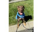 Magnum, Doberman Pinscher For Adoption In Lynnwood, Washington