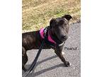 Peanut, American Pit Bull Terrier For Adoption In St. Francisville, Louisiana