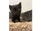 Adopt Katie a Domestic Short Hair