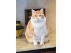 Adopt Mama Jo a Domestic Short Hair