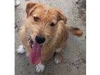 Parker, Labrador Retriever For Adoption In Fresno, California