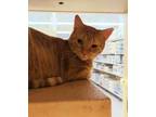 Adopt Ginger a Domestic Short Hair