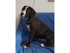 D Pup- Noah, Terrier (unknown Type, Medium) For Adoption In Warrenton, Missouri