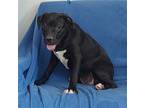 D Pup- Autumn, Terrier (unknown Type, Medium) For Adoption In Warrenton