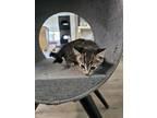 Adopt Stevie Ray a Domestic Short Hair