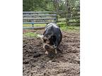 Arnold, Pig (farm) For Adoption In Clinton, Washington