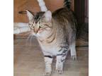 Adopt Jessie a Domestic Short Hair