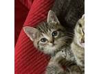 Adopt Tilly a Domestic Short Hair