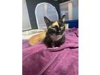 Adopt Karima a Domestic Short Hair
