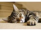 Dumpty (cuddle Bug), Domestic Shorthair For Adoption In Perrysville, Ohio