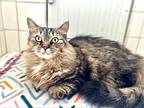 Cannoli, Maine Coon For Adoption In Oradell, New Jersey