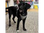 Adopt Marigold a Collie, Mixed Breed