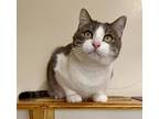 Miles, Domestic Shorthair For Adoption In Manitou Springs, Colorado
