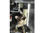 Cooper, Domestic Shorthair For Adoption In High Springs, Florida