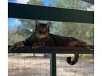 Gizmo, Domestic Shorthair For Adoption In High Springs, Florida