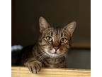 Joey, Domestic Shorthair For Adoption In High Springs, Florida