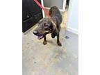 Adopt 19203 Bonnie a Plott Hound