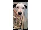 Adopt 19252 Willa a Pit Bull Terrier
