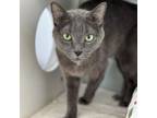Adopt Mia a Russian Blue, Domestic Short Hair