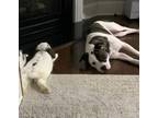Adopt Chanel a Retriever
