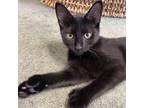 Adopt Thumbs 8853 a Domestic Short Hair, Extra-Toes Cat / Hemingway Polydactyl