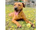 Adopt XP Jovi - New Jersey a Boxer, Terrier
