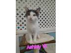 Adopt Ashley W a Domestic Short Hair