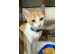 Adopt Summer a Domestic Short Hair