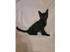 Adopt Debbie a Domestic Short Hair