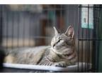 Adopt Zalla a Domestic Short Hair