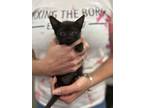 Adopt Driggs a Domestic Short Hair