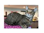 Adopt Valerie a Domestic Short Hair, Tabby