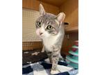 Adopt Foggy a Domestic Short Hair