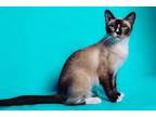 Adopt Clara a Snowshoe, Domestic Short Hair
