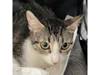 Adopt Becky a Domestic Short Hair