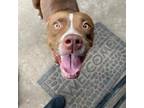 Adopt Shelby a Pit Bull Terrier