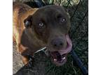 Adopt Lilah a Terrier