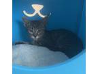 Adopt Ariel a Domestic Short Hair