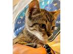 Adopt Cali a Domestic Short Hair