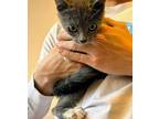 Adopt Cayenne a Domestic Short Hair