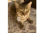 Adopt Cassia 2 a Domestic Short Hair