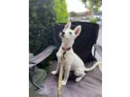 Adopt Trixie B a German Shepherd Dog