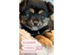 Adopt English rose litter Females a Corgi