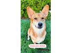 Adopt English rose a Corgi